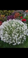 Лот: 16774098. Фото: 2. Алиссум ,,Snow Princess". Семена, рассада, садовые растения
