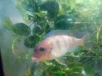 Лот: 16971743. Фото: 5. Псевдотрофеус