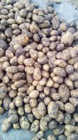 Лот: 14651315. Фото: 2. Картофель мешок 5ведер. Продукты