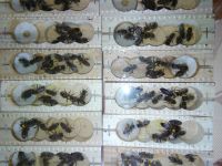 Лот: 11138399. Фото: 2. Пчелопакеты 2022! Карпатка!. Растения и животные