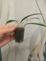 Лот: 13805118. Фото: 3. хойя (Hoya finlaysonii Splash-snow... Растения и животные