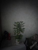 Лот: 2089794. Фото: 2. Суккулент.Каланхоэ кьюсское. Продам... Комнатные растения и уход