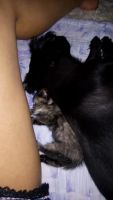 Лот: 9491443. Фото: 3. Маленький комочек счастья ищет... Растения и животные