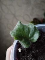 Лот: 25896303. Фото: 3. Лист фиалки укорененный сорт Шато... Растения и животные