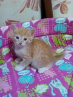 Лот: 6668885. Фото: 2. кошечка оччччень хорошенькая. Животные и уход