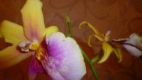 Лот: 6448213. Фото: 3. орхидея мильтониопсис (отцветает... Растения и животные