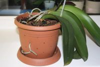 Лот: 4421973. Фото: 3. Орхидея фаленопсис (зацветает). Растения и животные