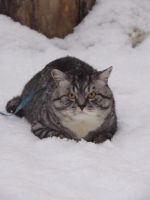 Лот: 4119175. Фото: 5. Nikon coolpix p510