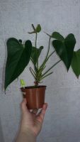Лот: 11008516. Фото: 3. Anthurium Matiz антуриум Матиз... Растения и животные