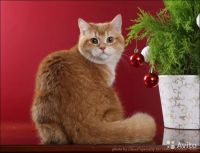Лот: 4768387. Фото: 5. Очень красивый британский молодой...