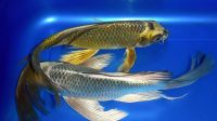 Лот: 16204591. Фото: 3. Карп Кои японский вуалевый (Cyprinus... Растения и животные