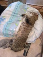 Лот: 4885862. Фото: 3. отдам котика. Растения и животные