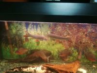 Лот: 9190923. Фото: 3. Рабки. Растения и животные