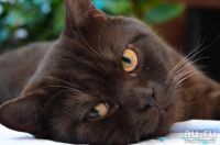 Лот: 7826097. Фото: 5. Британский котенок девочка