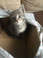 Лот: 20854912. Фото: 4. котенок Бусинка. Красноярск