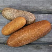 Лот: 15395855. Фото: 2. огурец желтый. Пуна Кера. (Индия... Семена, рассада, садовые растения