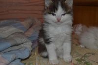 Лот: 3710044. Фото: 4. домашние. Красноярск