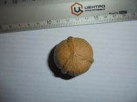 Лот: 12205149. Фото: 7. Уникальный орех грецкий 1 штука