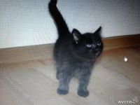 Лот: 4152337. Фото: 5. Отдам в хорошие руки, котенка...