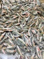 Лот: 10872263. Фото: 2. Окунь с/м 2021. Продукты