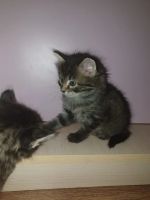 Лот: 15077409. Фото: 6. Котята