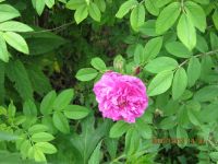 Лот: 5355434. Фото: 7. Роза морщинистая «Царица Севера...