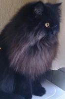 Лот: 16915435. Фото: 3. Персидский чёрный котик. Растения и животные