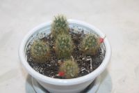 Лот: 11236489. Фото: 3. Кактус Mammilaria prolifera. Растения и животные