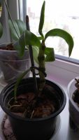 Лот: 8633287. Фото: 3. Орхидея Дендробиум молоденький... Растения и животные