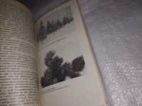 Лот: 16494169. Фото: 7. вб/oz(4092353)Сибирский кедр...