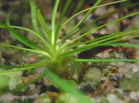 Лот: 16297912. Фото: 6. Криптокорина Нилешвар Cryptocoryne...