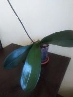 Лот: 7030982. Фото: 2. Орхидея Фаленопсис крупная Распродажа... Комнатные растения и уход
