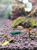 Лот: 17505501. Фото: 3. Кревеетки🦐. Растения и животные