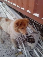 Лот: 6465643. Фото: 5. милый щенок