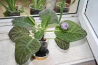 Лот: 4247137. Фото: 3. Глоксиния фиолетовая с крапом... Растения и животные