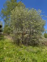 Лот: 25403466. Фото: 14. 2-комн. дача , СНТ Каскад Лесная...