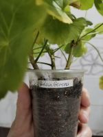 Лот: 25766430. Фото: 3. Сортовая пеларгония (герань). Растения и животные