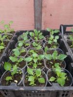 Лот: 7442616. Фото: 5. Продаем рассаду . Большой ассортимент...