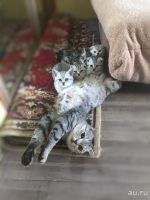 Лот: 12092212. Фото: 4. Шотландские плюшевые котята, вислоушки... Красноярск