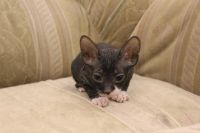 Лот: 3537153. Фото: 7. котенок Сфинкса
