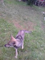 Лот: 3186480. Фото: 3. Отдам 2х собак подростков. Растения и животные