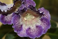 Лот: 4399049. Фото: 3. Глоксиния Тигрина Синяя (цветет... Растения и животные