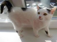 Лот: 1900059. Фото: 3. Кошка ищет дом. Прививки все есть... Растения и животные