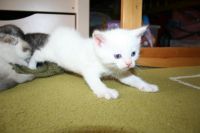 Лот: 9011268. Фото: 3. Шотландский прямоухий котёнок. Растения и животные
