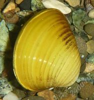 Лот: 346632. Фото: 2. Улитка Corbicula javanicus. Аквариумистика