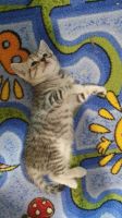 Лот: 15305725. Фото: 3. Котенок. Растения и животные