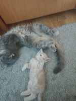 Лот: 25525606. Фото: 6. Шотландский прямоухий котенок