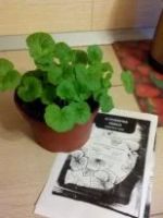 Лот: 7225779. Фото: 3. Сеянцы сортовых пеларгоний. Растения и животные