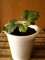 Лот: 2999959. Фото: 2. Хризантема 2. Комнатные растения и уход