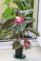 Лот: 3041457. Фото: 3. Глоксиния 3 (цветёт). Растения и животные